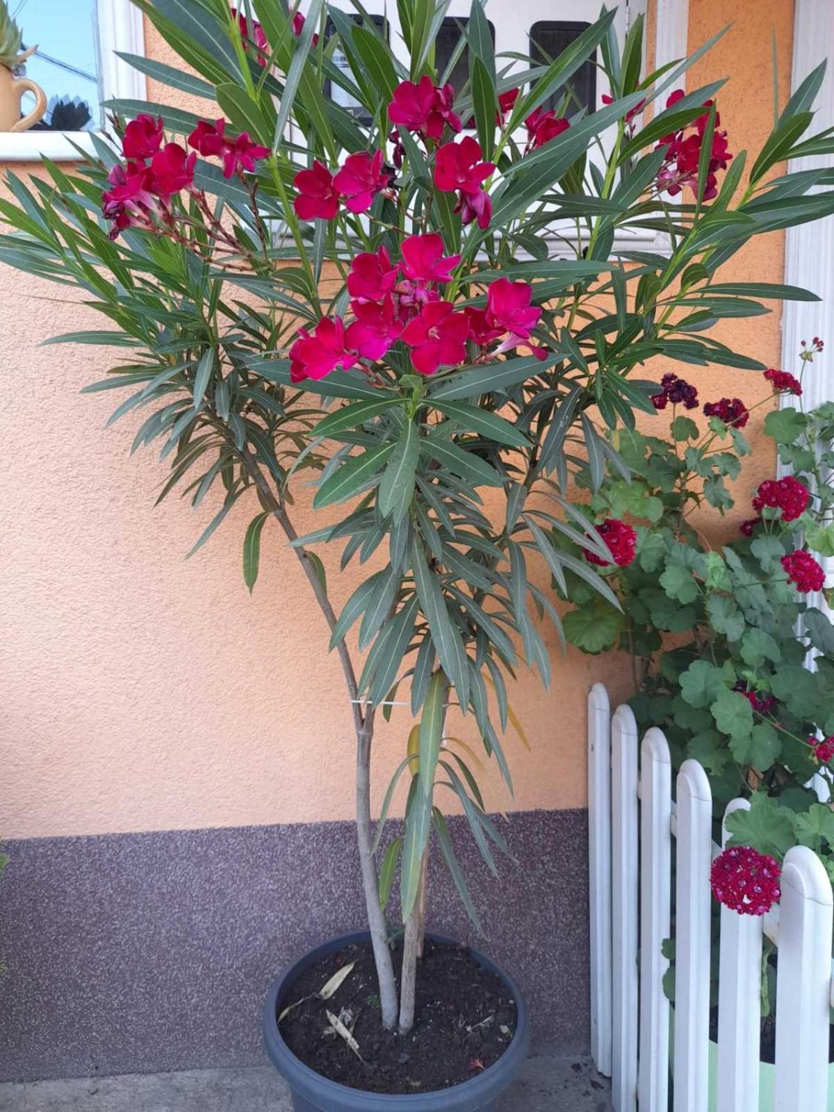 Apartmani Nikolic Višegrad Exterior foto